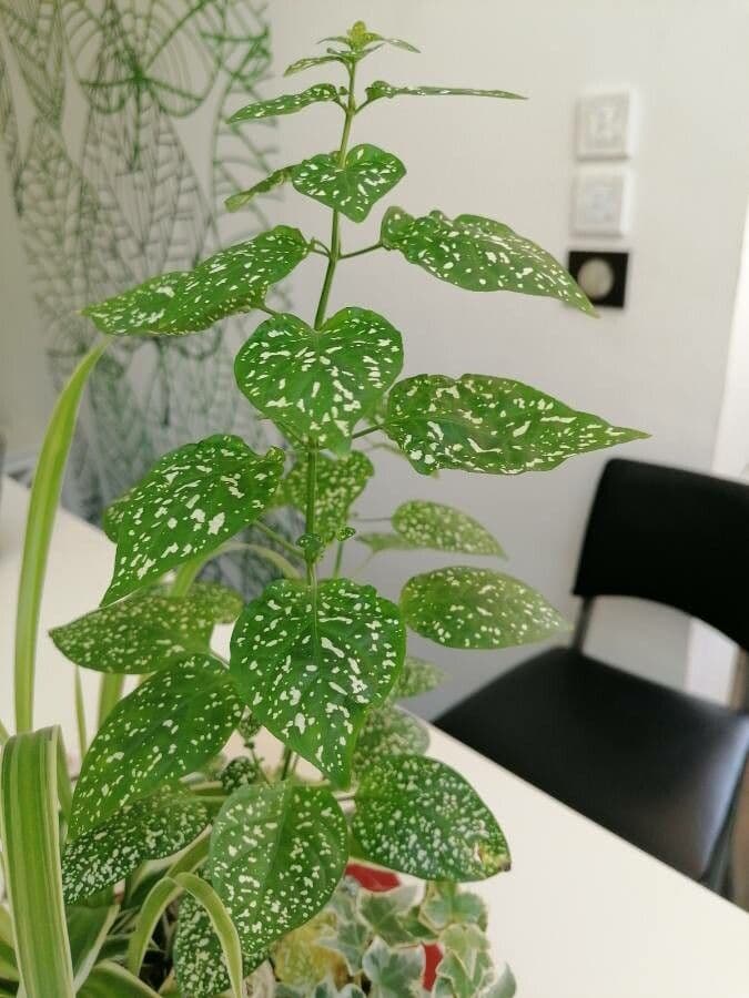 Hypoestes 8