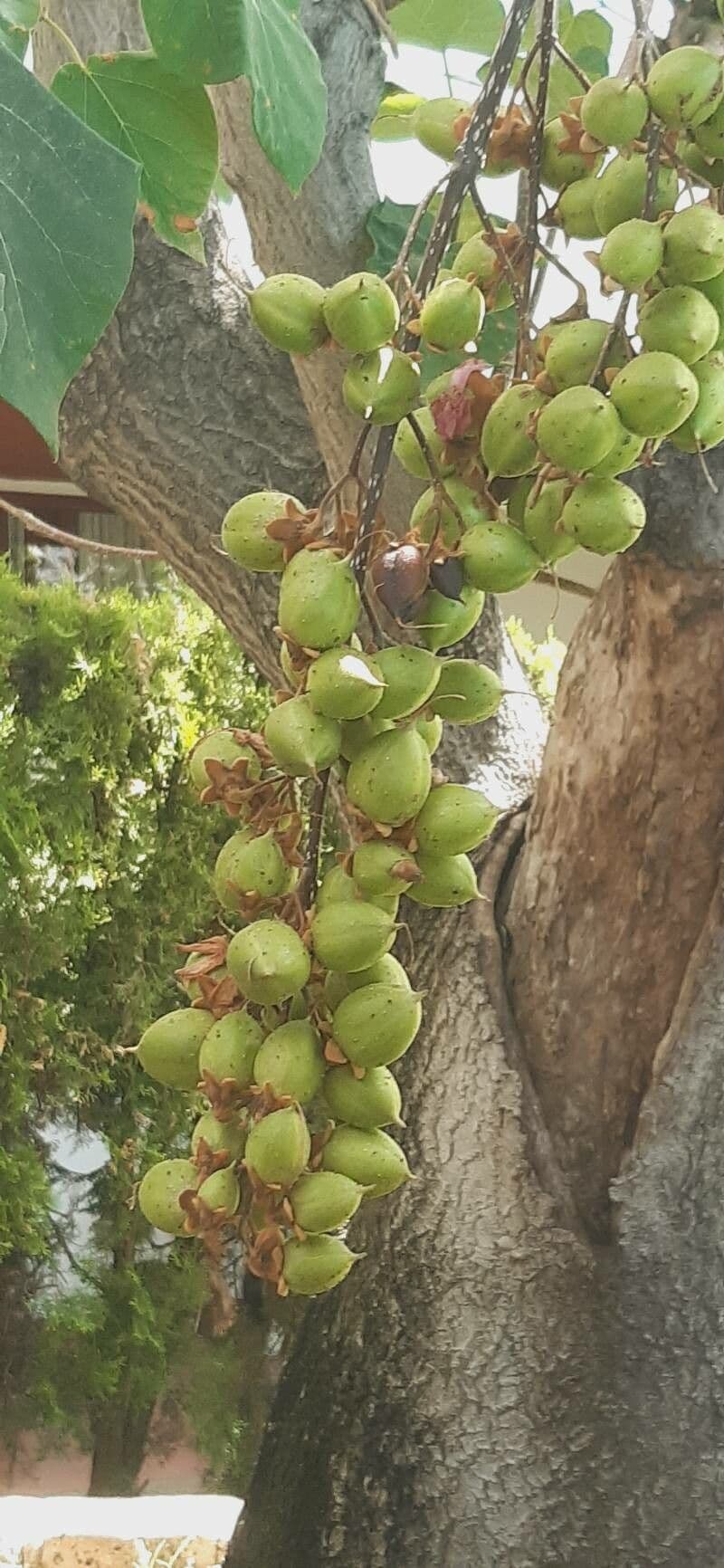 Barringtonia