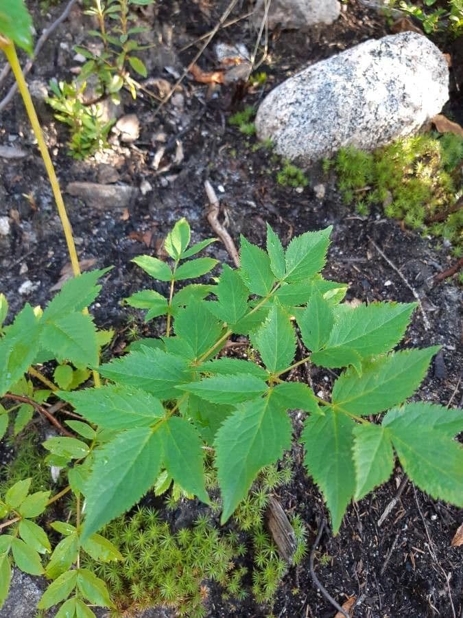 Aralia 18