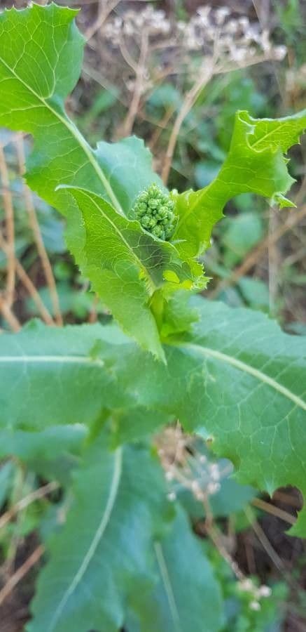 Lechuga amarga 7