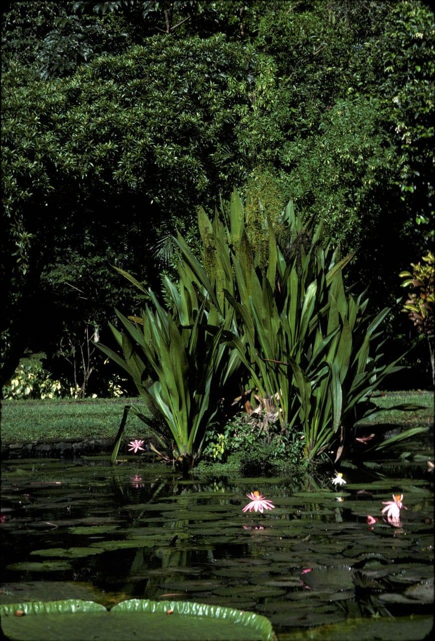 Hanguana 7