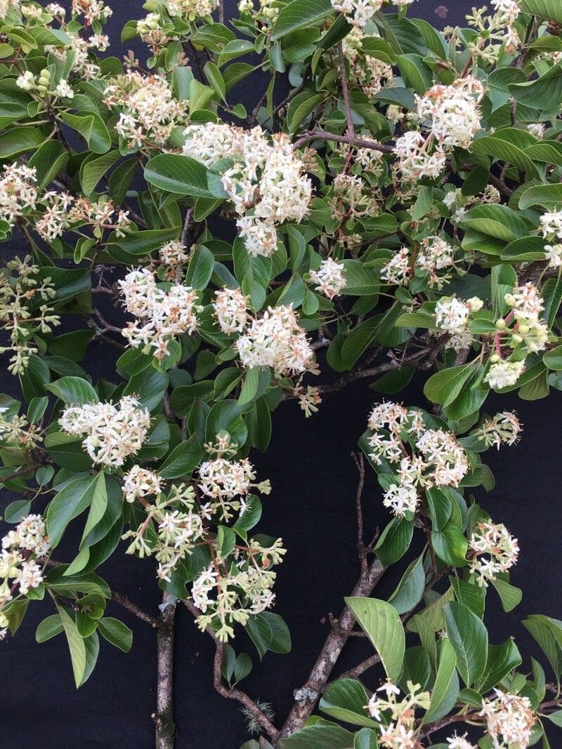 Calycophyllum 4