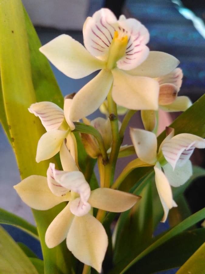 Prosthechea