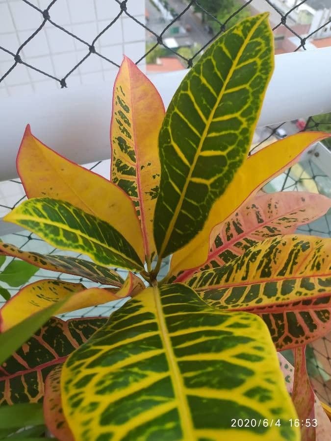 Croton variegato 3