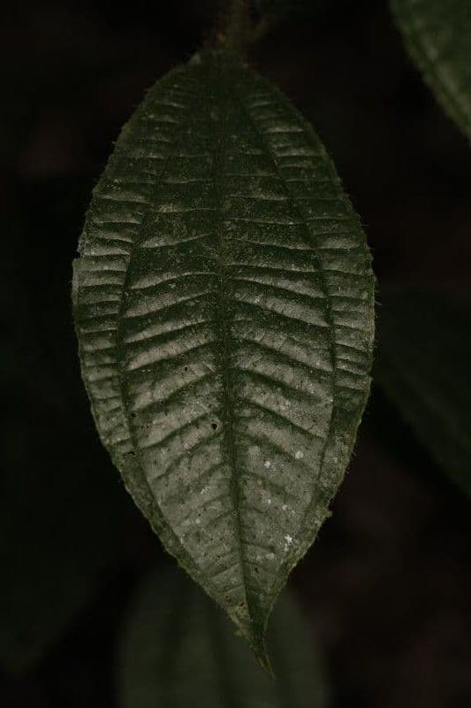Miconia mayeta 9