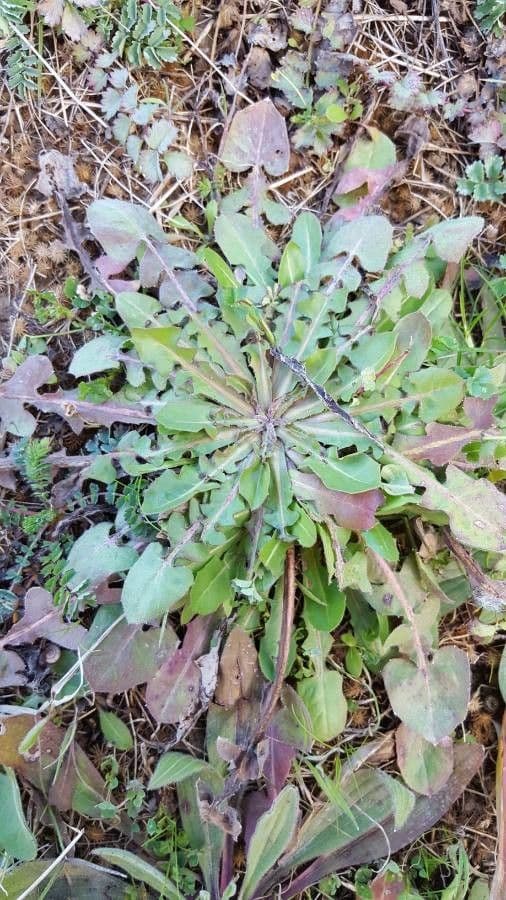 Radicchiella vescicosa 28