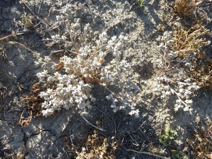 Hollisteria lanata 8