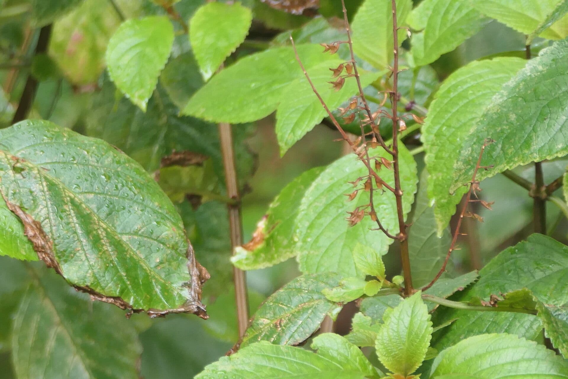 Plectranthus 15