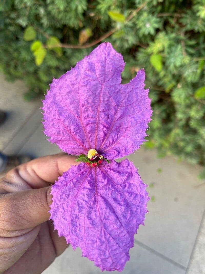Dalechampia 2