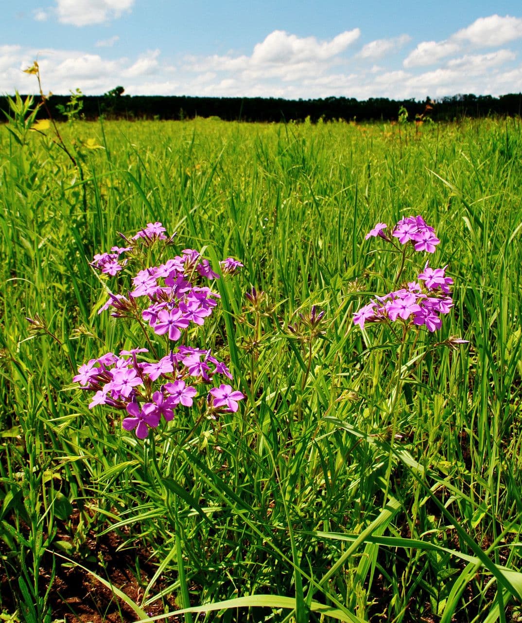 Zottiger Phlox 9