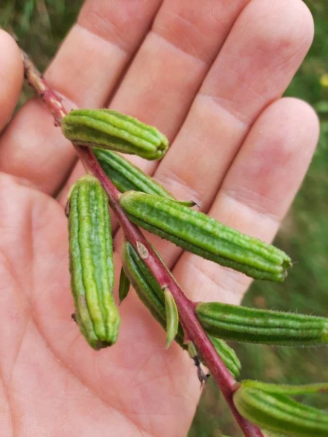 Enagra parviflora 23
