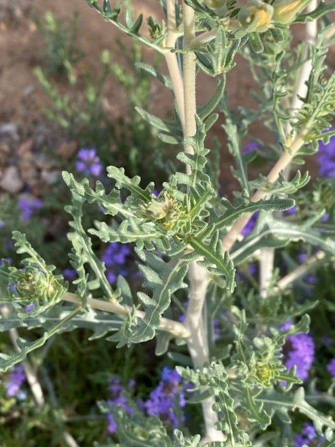 Mentzelia multiflora 12