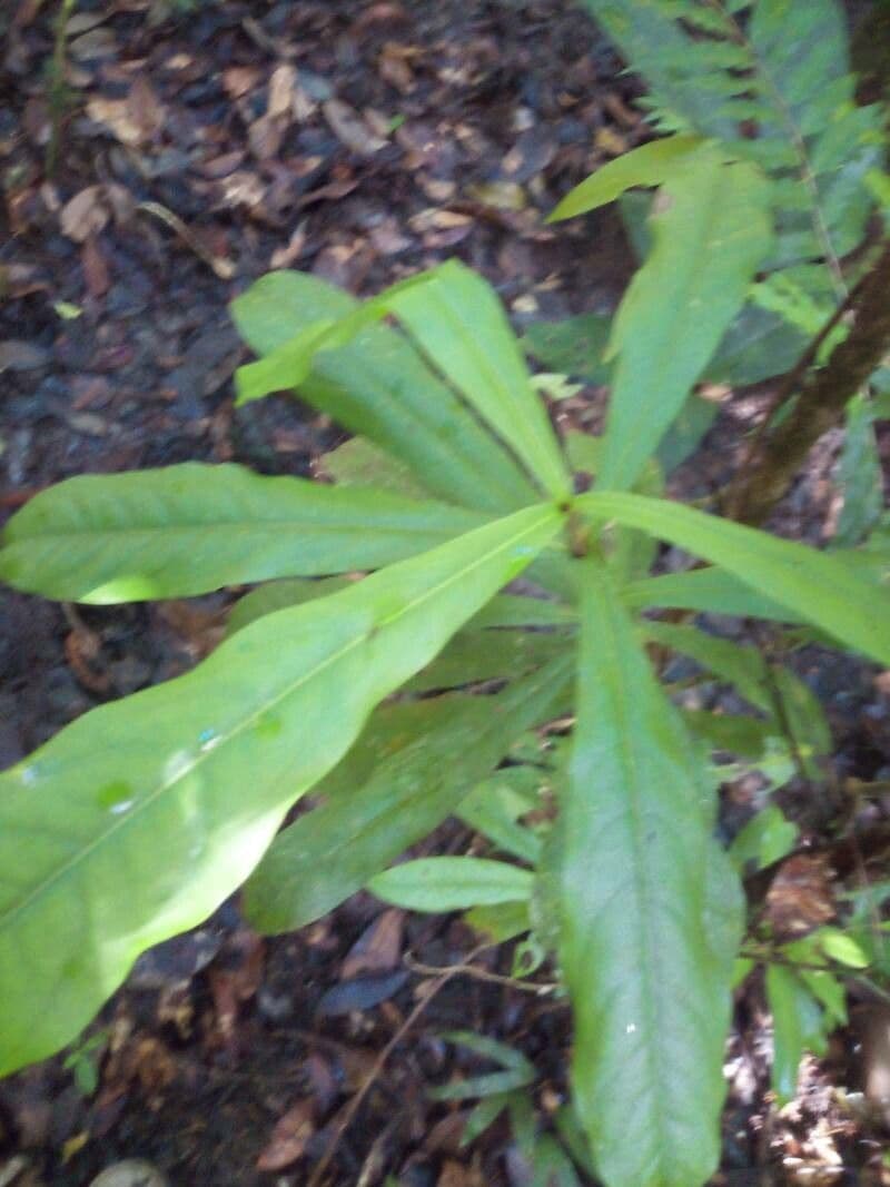 Panopsis