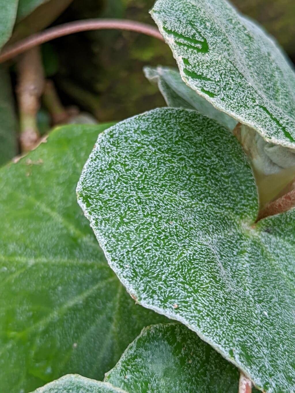 Begonia 13