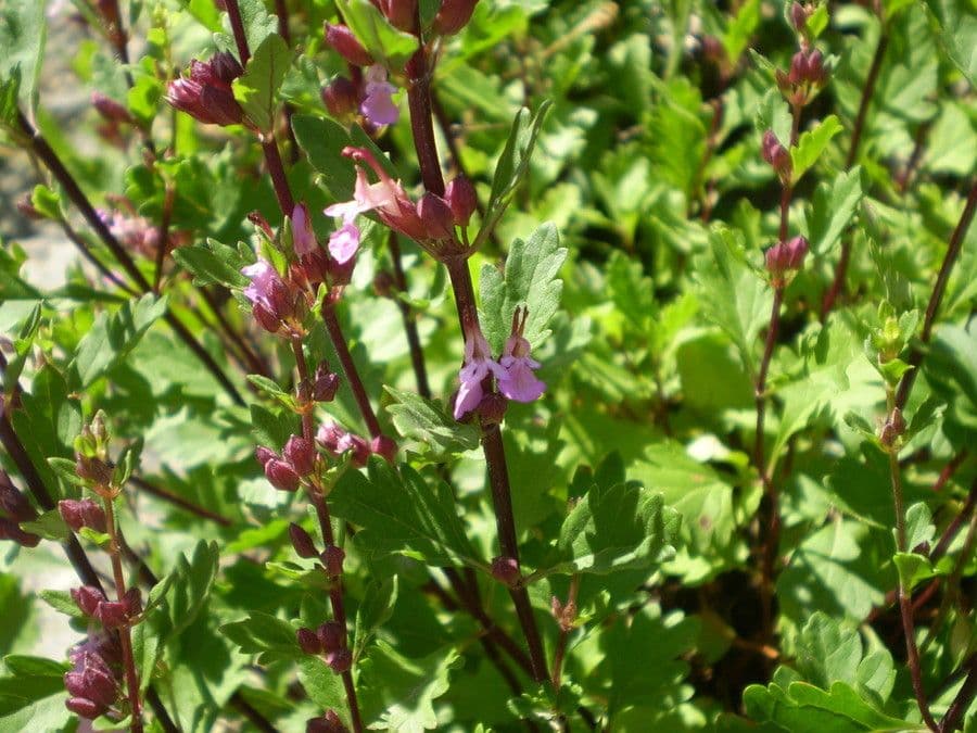 Teucrium 23
