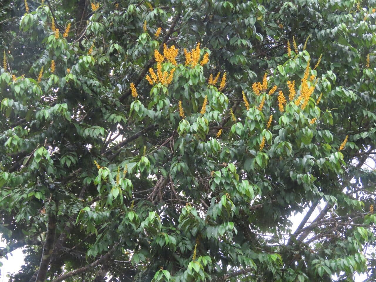 Vochysia 17