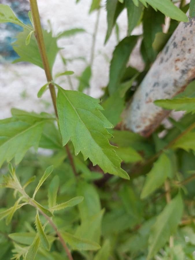 Aloysia 2
