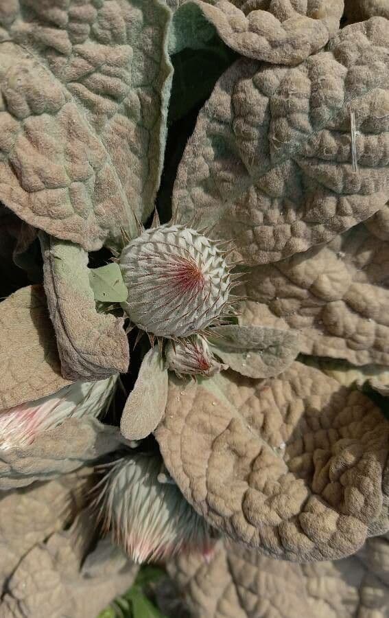 Berardia lanuginosa 12