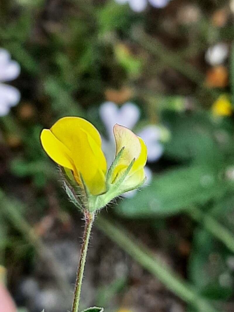 Schmalblättriger Bocksbart 7