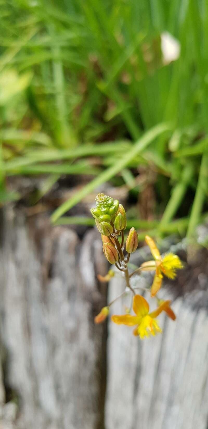Bulbine arbustiva 27