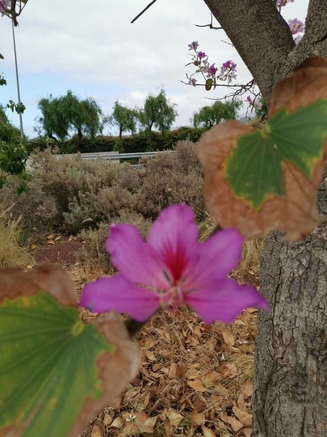 Bauhinia purpurea 27