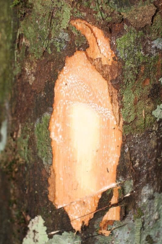 Pouteria 11