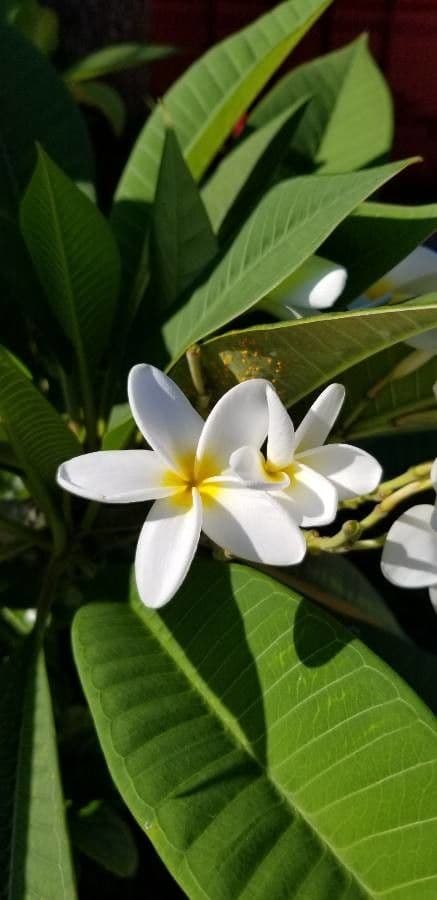 Algodoncillo blanco 6