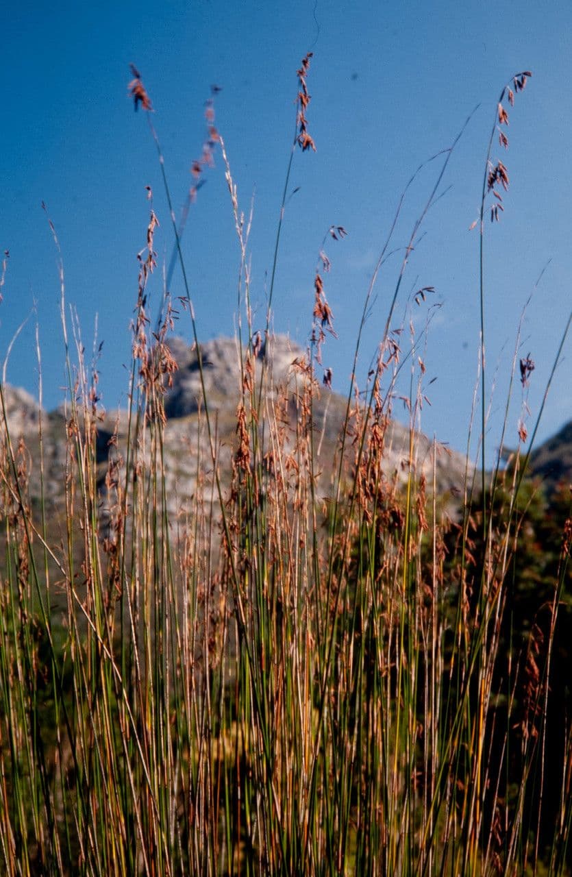 Thamnochortus 3