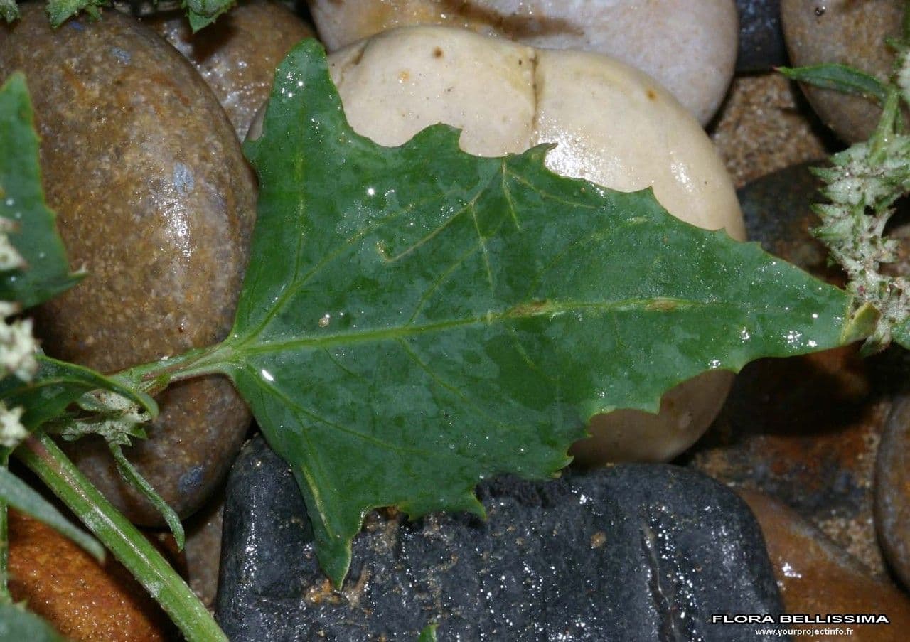 Atriplex glabriuscula 16