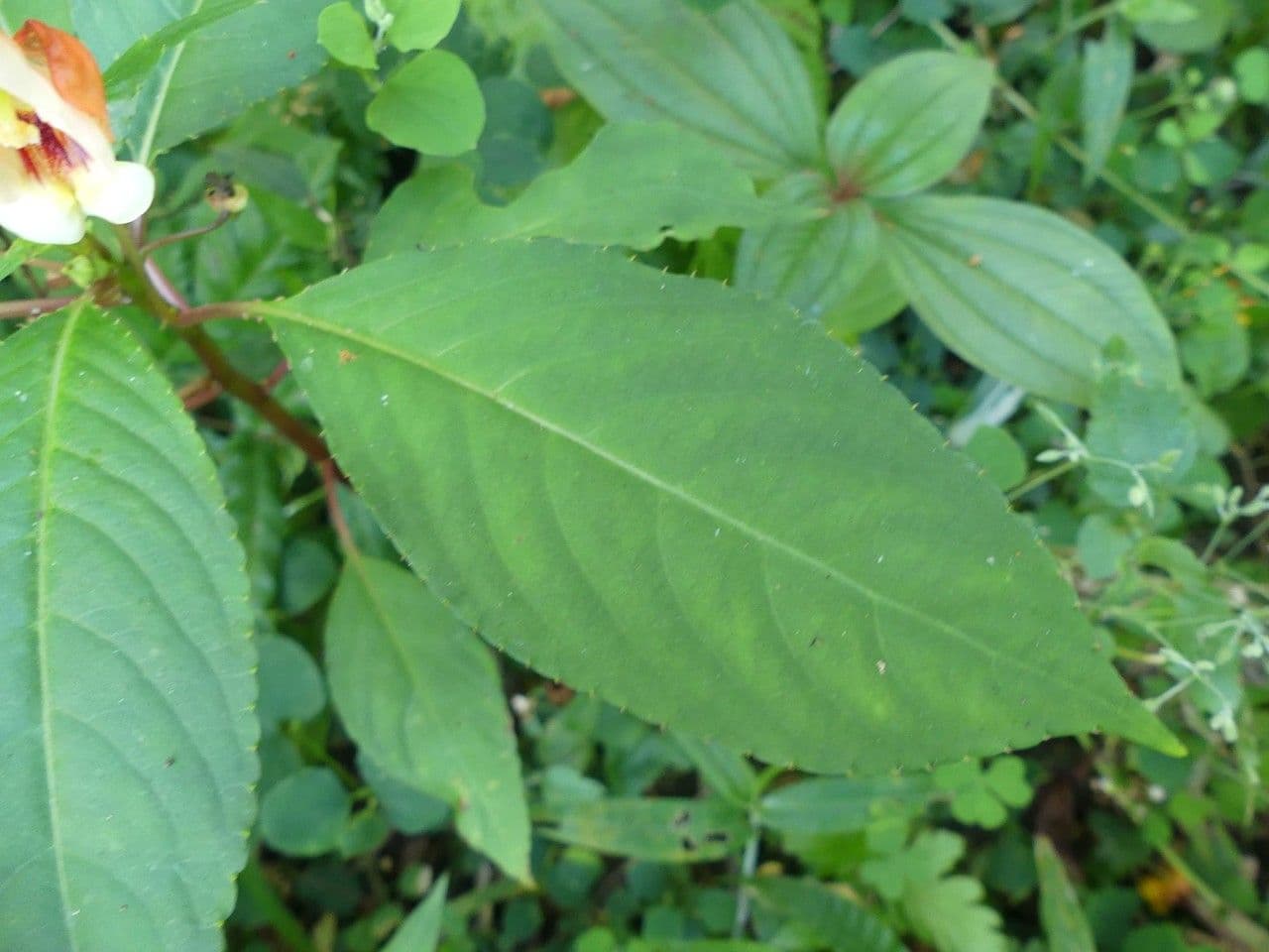 Balsamino 15