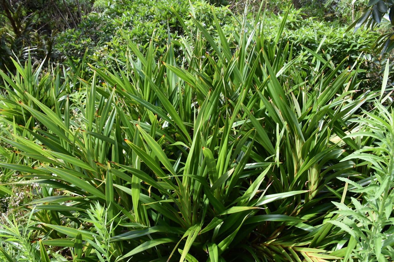 Dianella 13