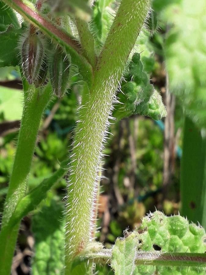 Borragine 25