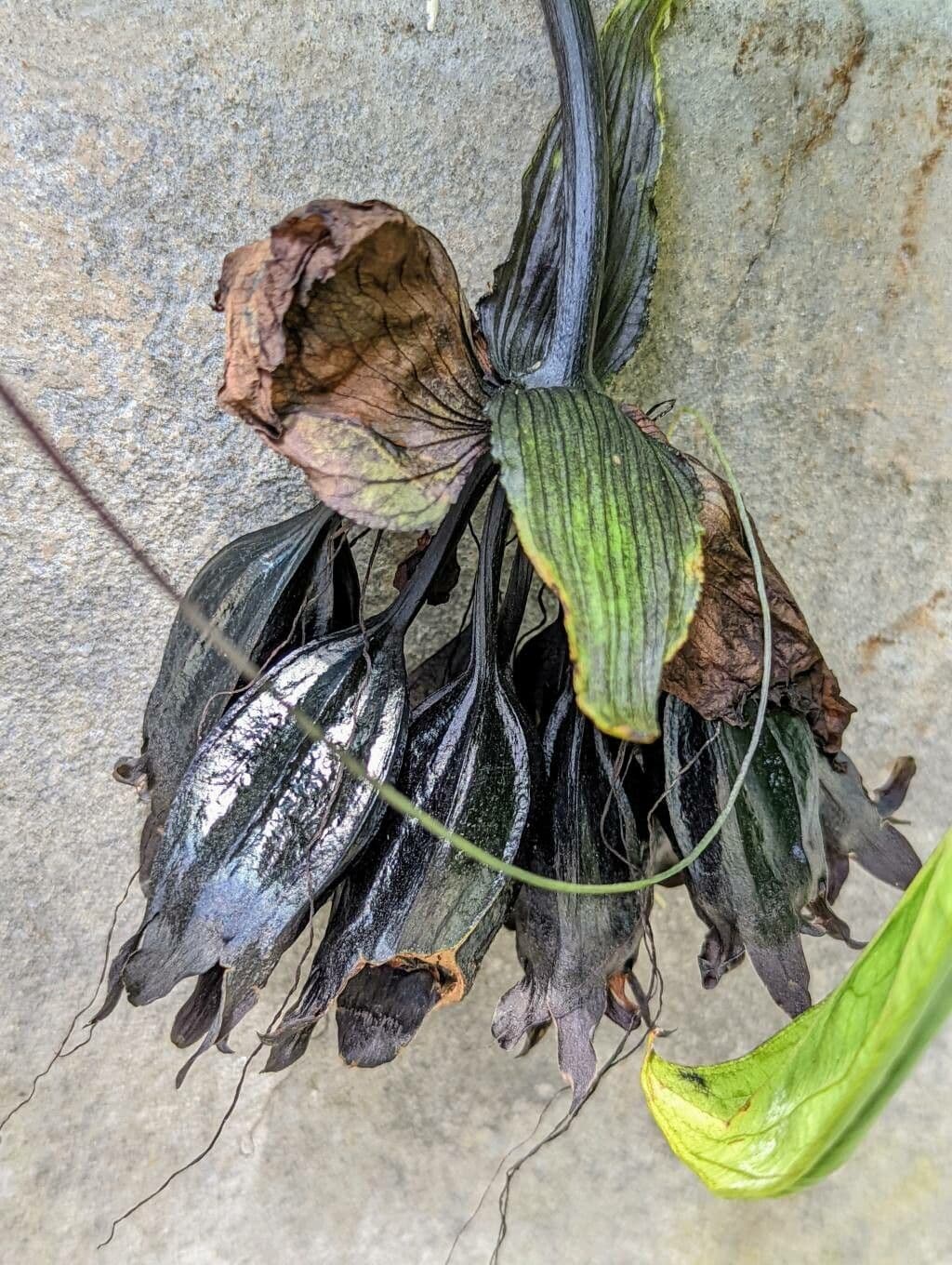 Tacca 2