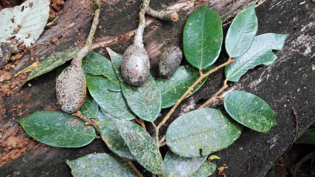 Parinari excelsa 13