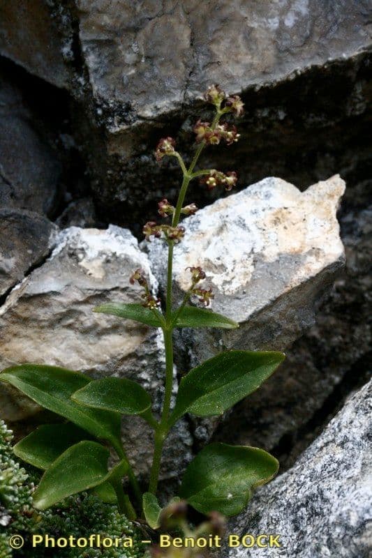 Baldrian 11
