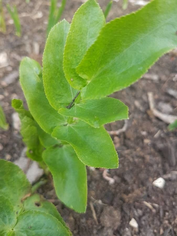 Celer svraštěný 14