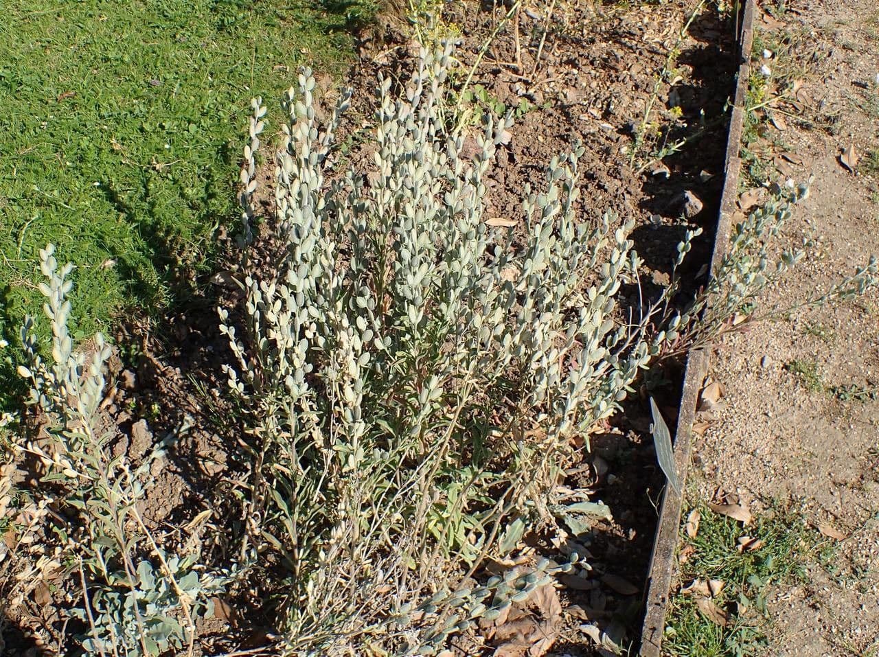Fibigia clypeata 13