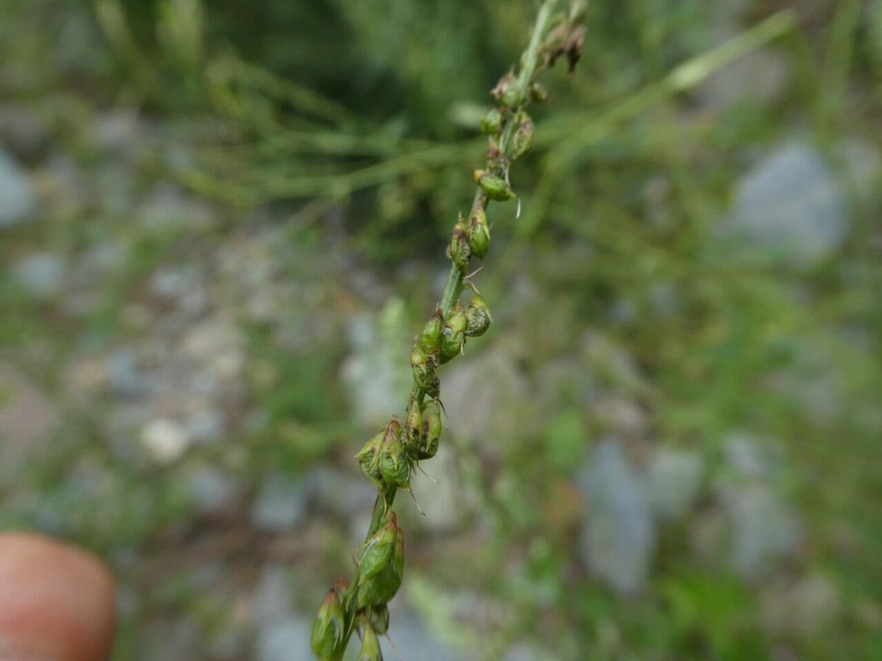 Weißer Steinklee 5