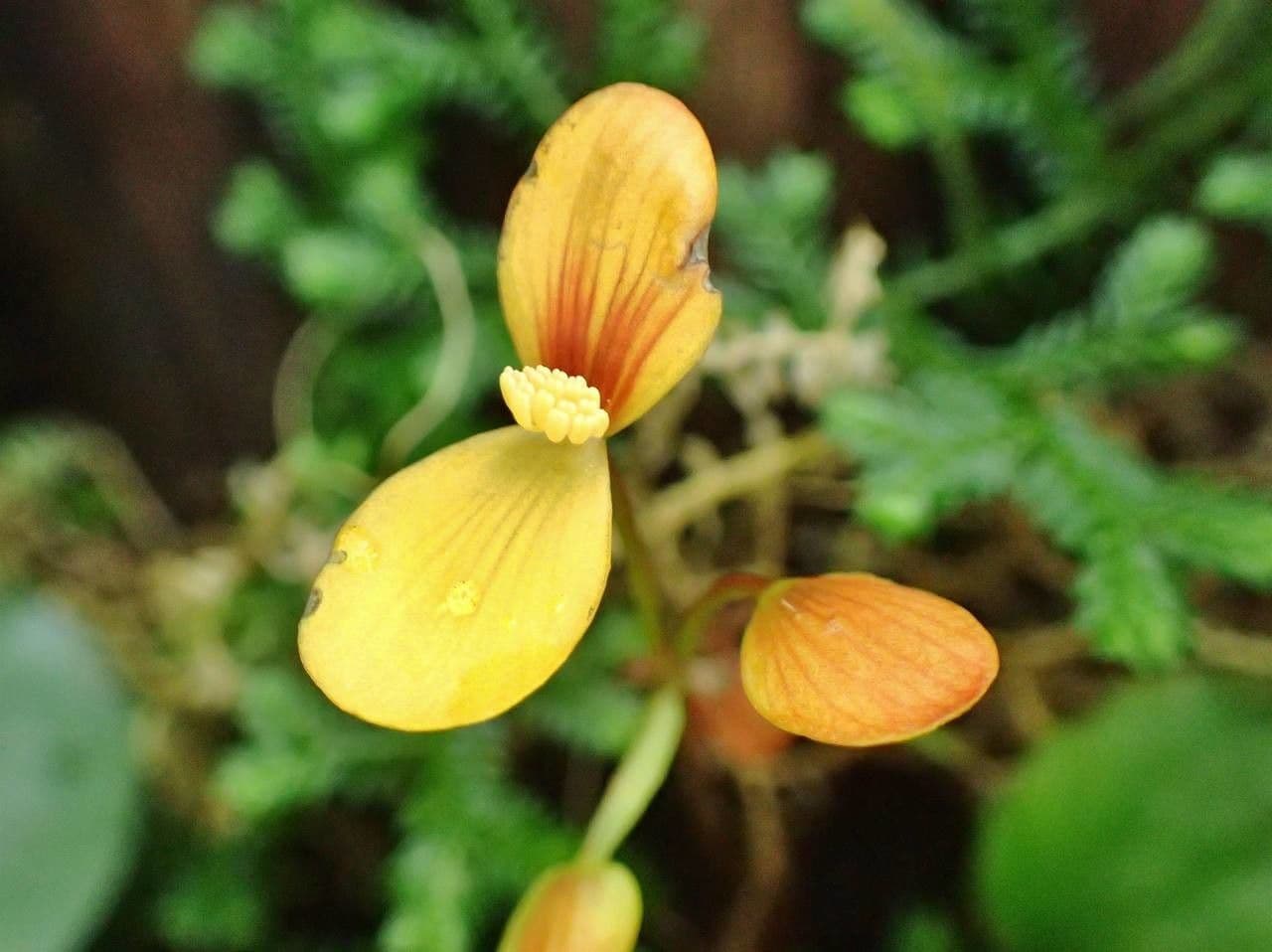 Begonia 3