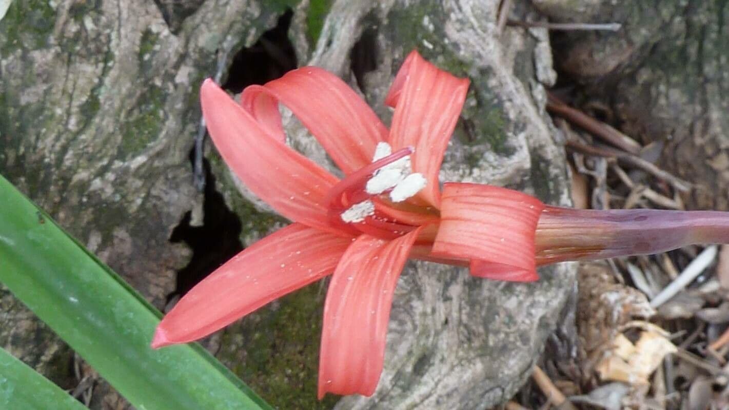 Brunsvigia orientalis
