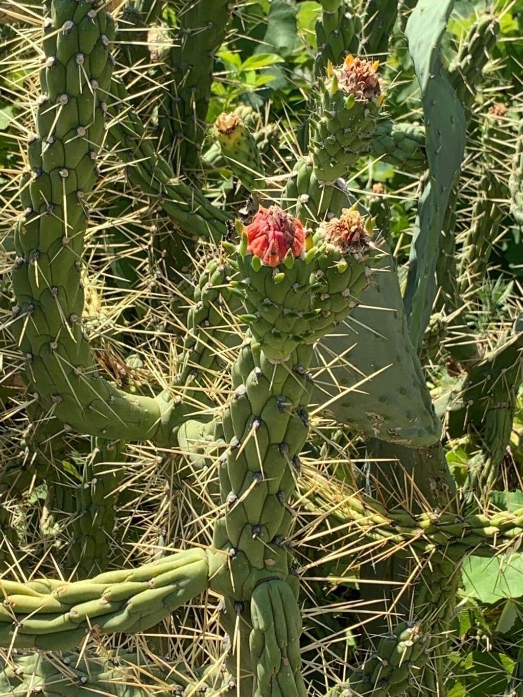 Cactus 3