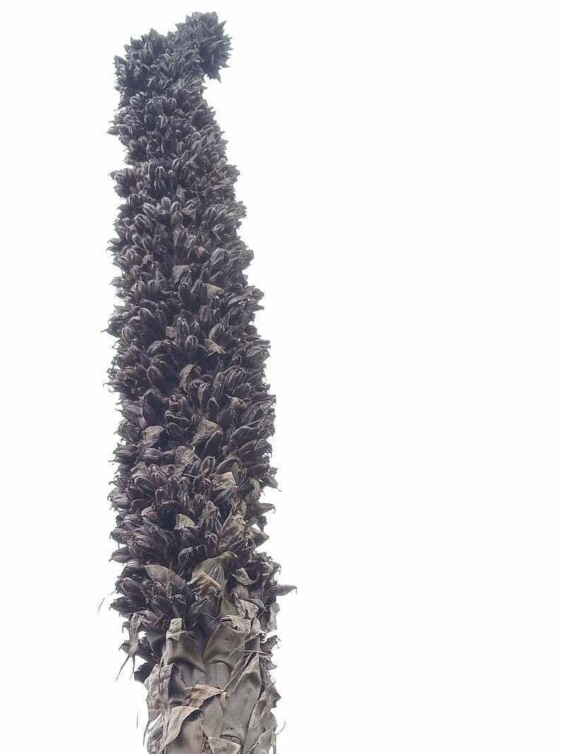 Goudots Puya