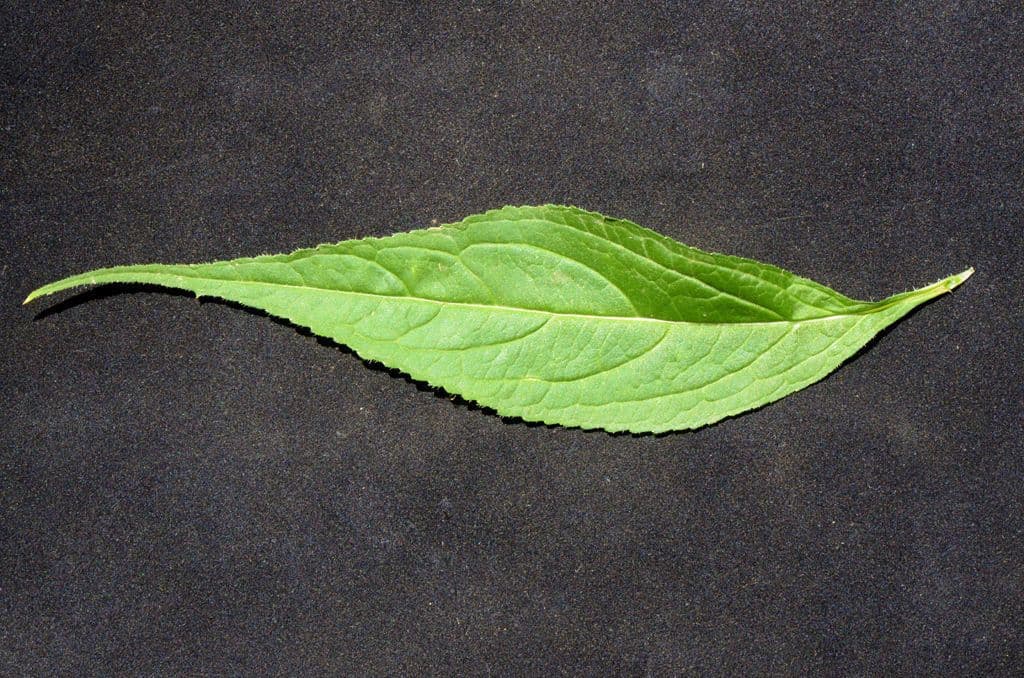 Zvonice americká 16