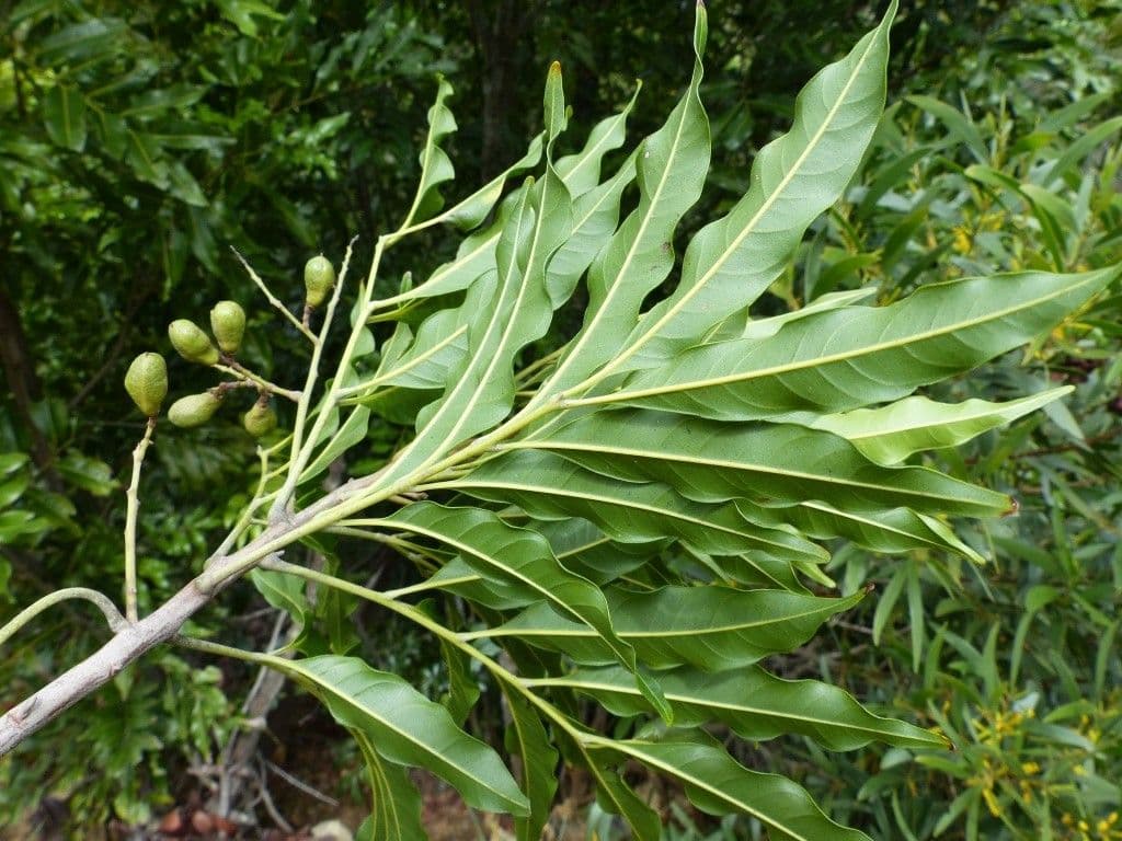 Lepidocupania 9