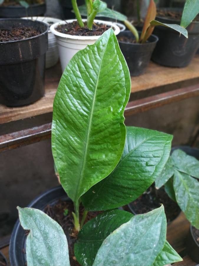 Anthurium oxycarpum