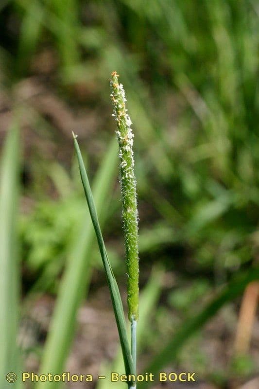 Marsh foxtail 27