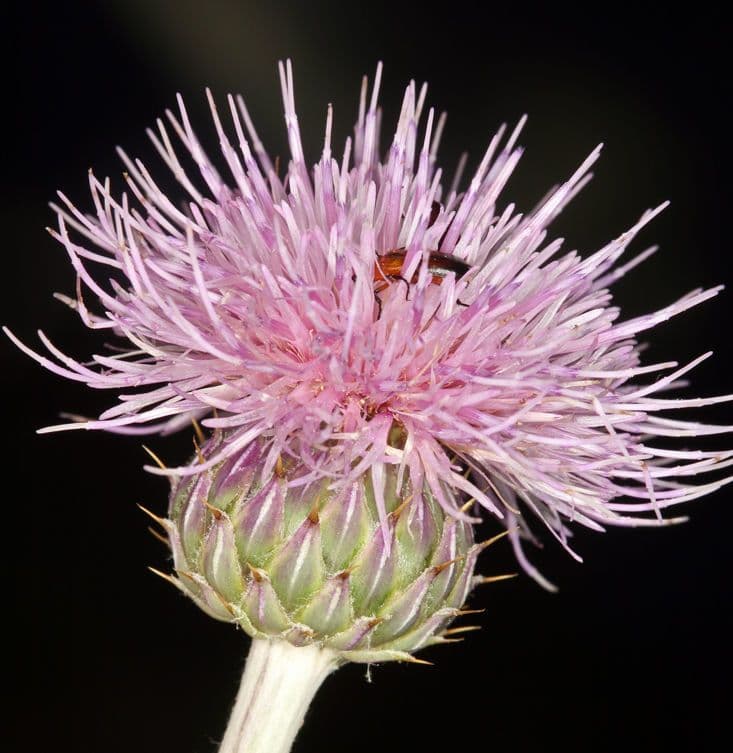 Cardo del Mojave 5