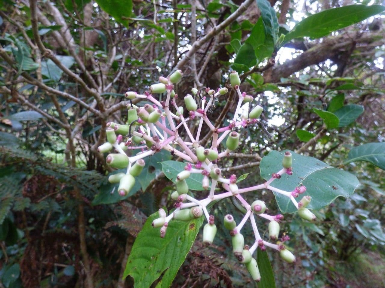 Chassalia 3
