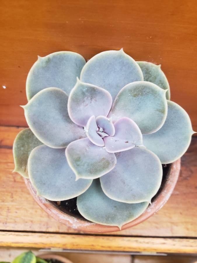 Echeveria elegante 13