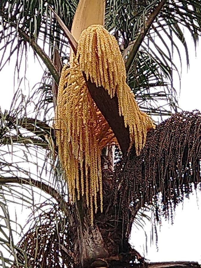 Palma di Giriba 10